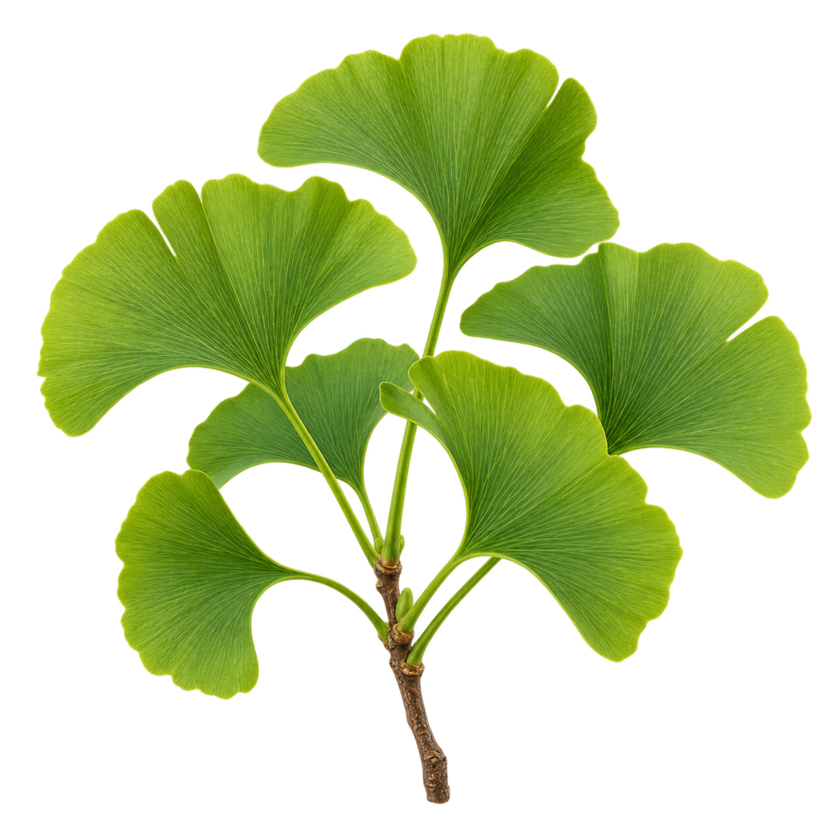 Symbolbild für Ginkgo